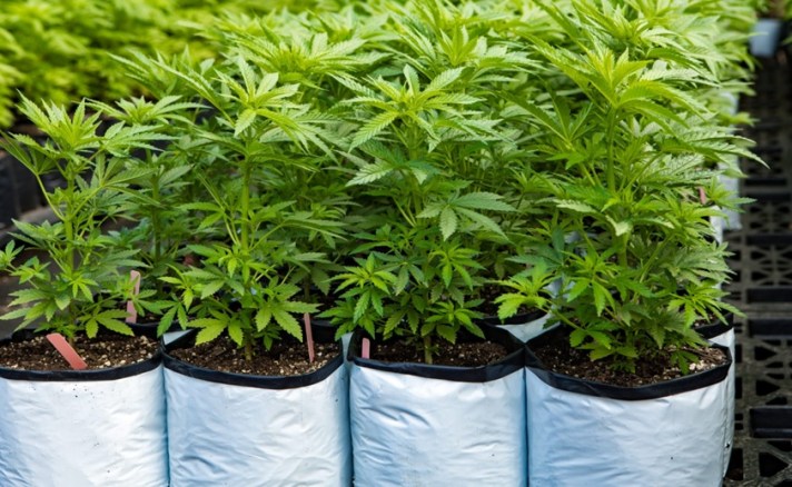 How Blueberry Muffin Cannabis Compares to Other Fruity Hemp-Derived Strains