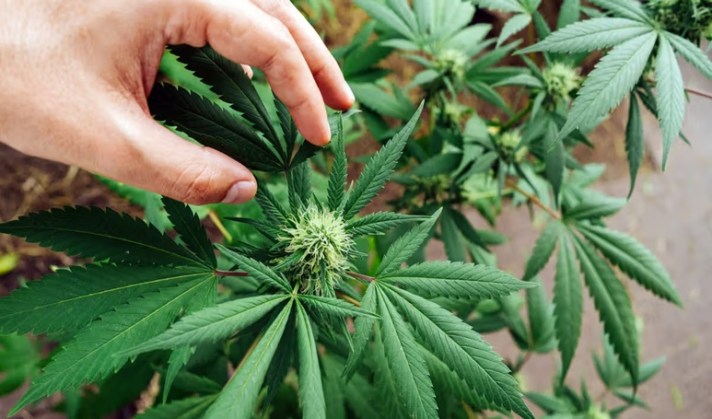 Best THCA Strains for Relaxation and Stress Relief
